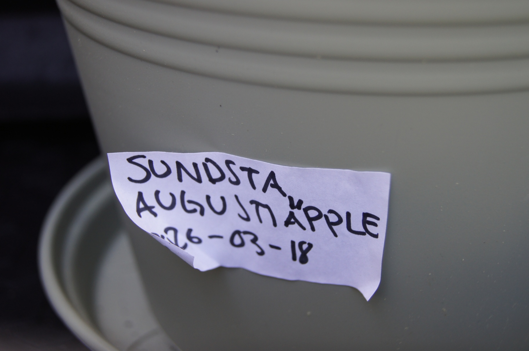 Etikett på kruka: Sundsta Augustiäpple, ympad 2026-03-18