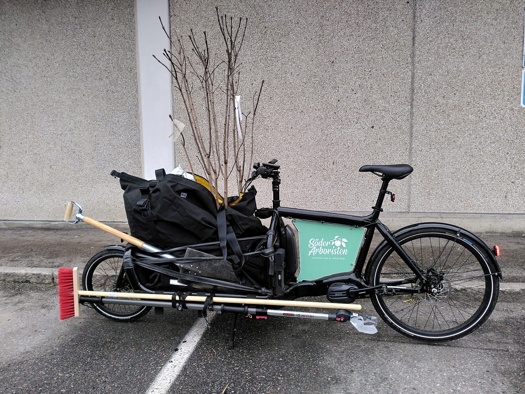 Därför cyklar jag till jobbet som arborist – Söderarboristen, arborist på Södermalm
