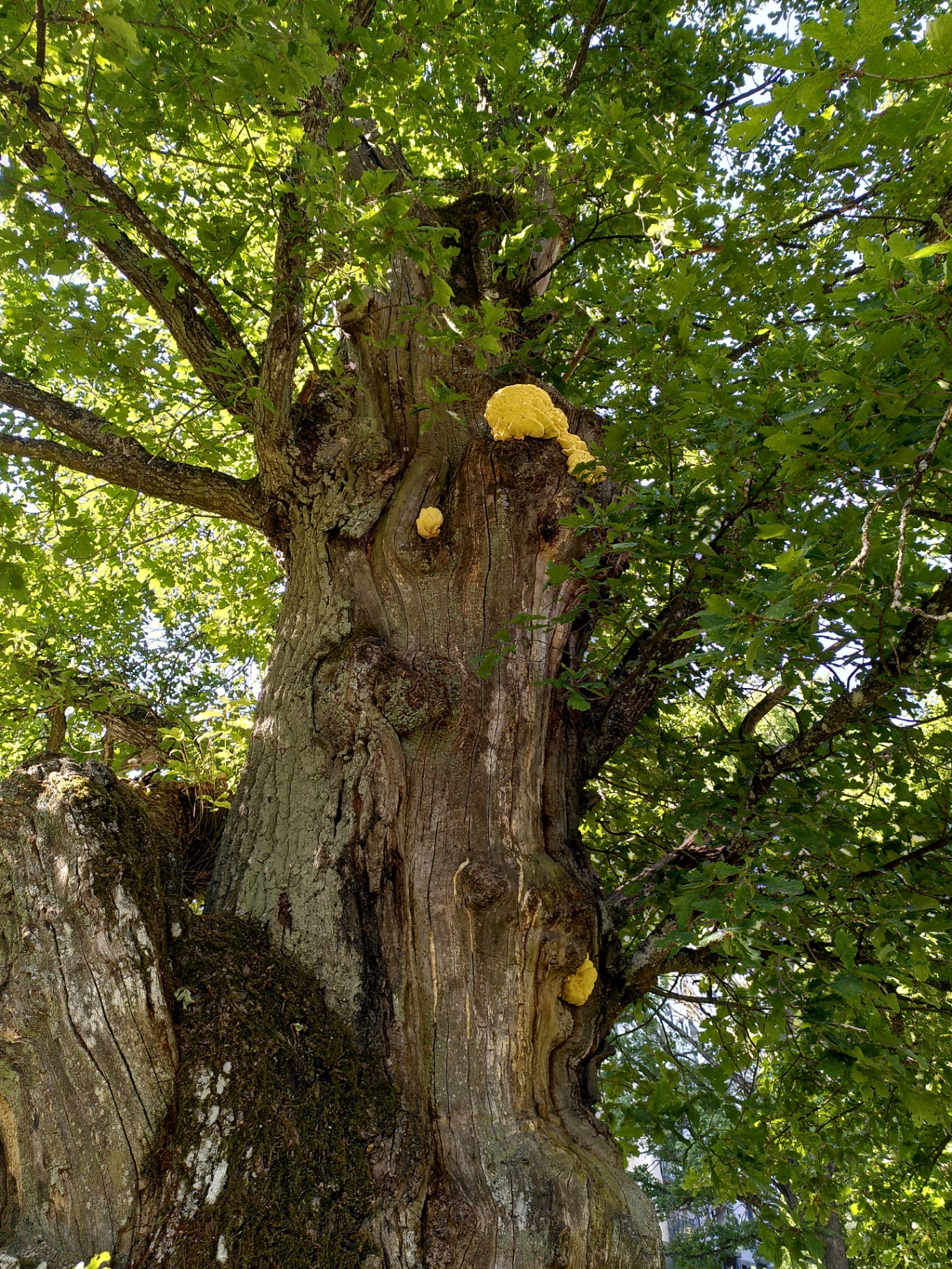 Trädens värde – i relation till hus, mark och omgivning – Söderarboristen, arborist på Södermalm