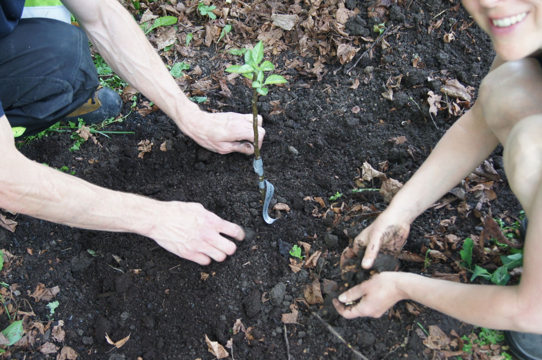 Plantering av ung ympad äppelplanta med händer i jorden