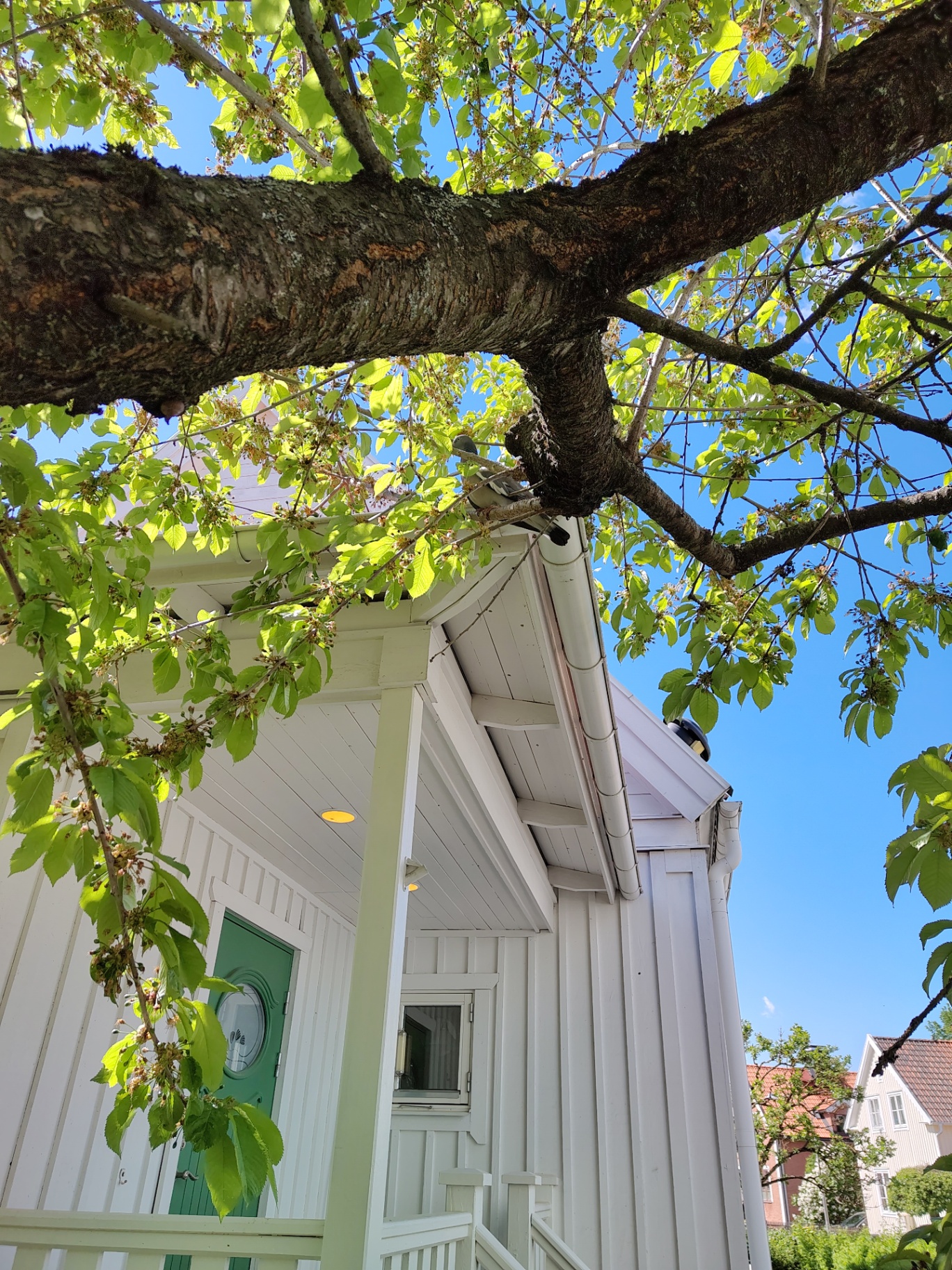 Hur påverkar träd värdet på din fastighet? – Söderarboristen, arborist på Södermalm