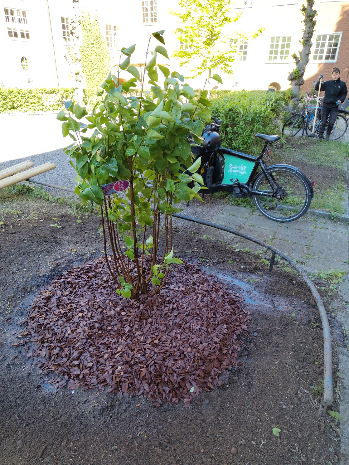 När behöver en BRF en trädpolicy? – Söderarboristen, arborist på Södermalm