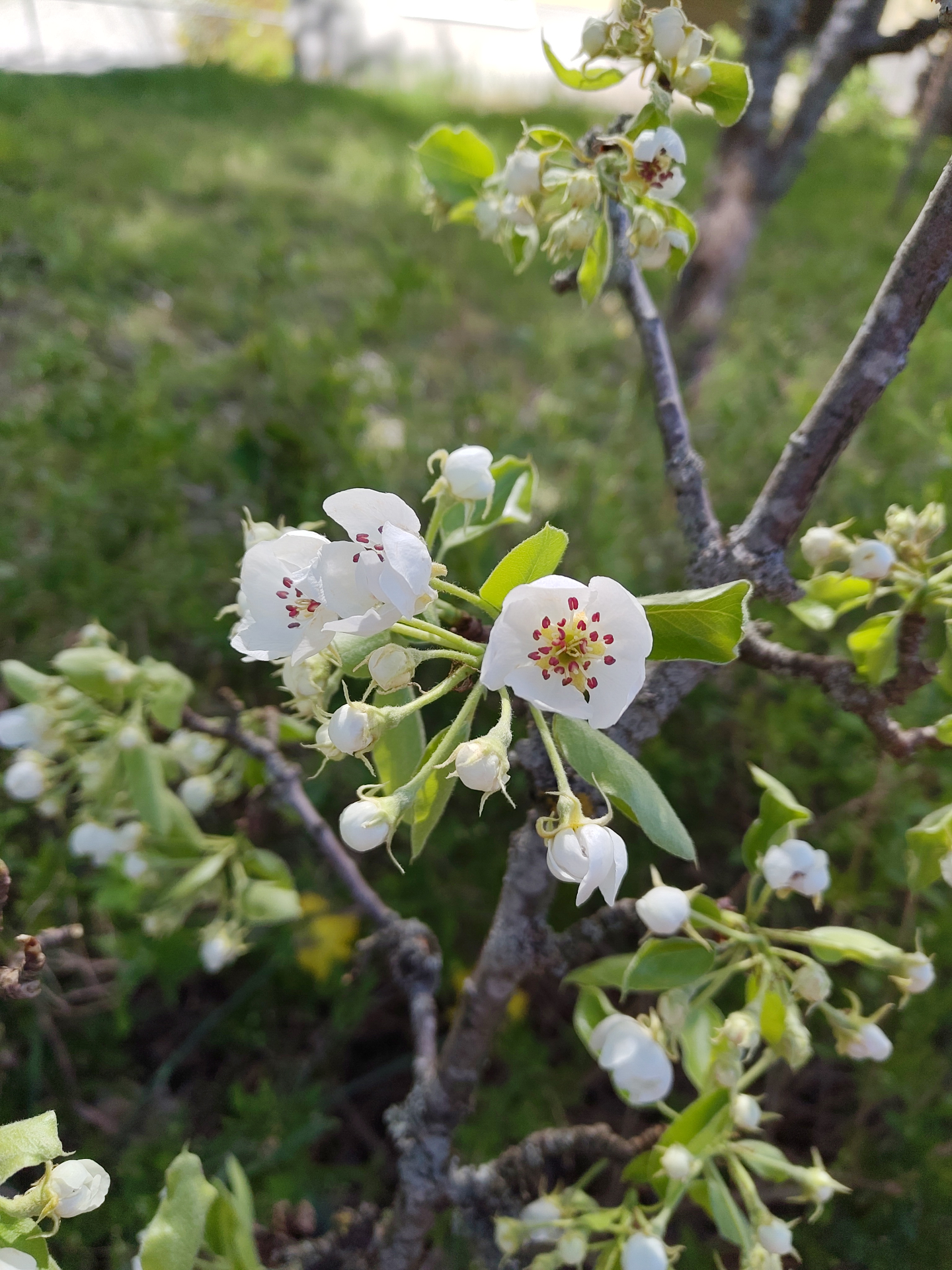 Äppelträdsbeskärning – träd som ska ge frukt – Söderarboristen, arborist på Södermalm