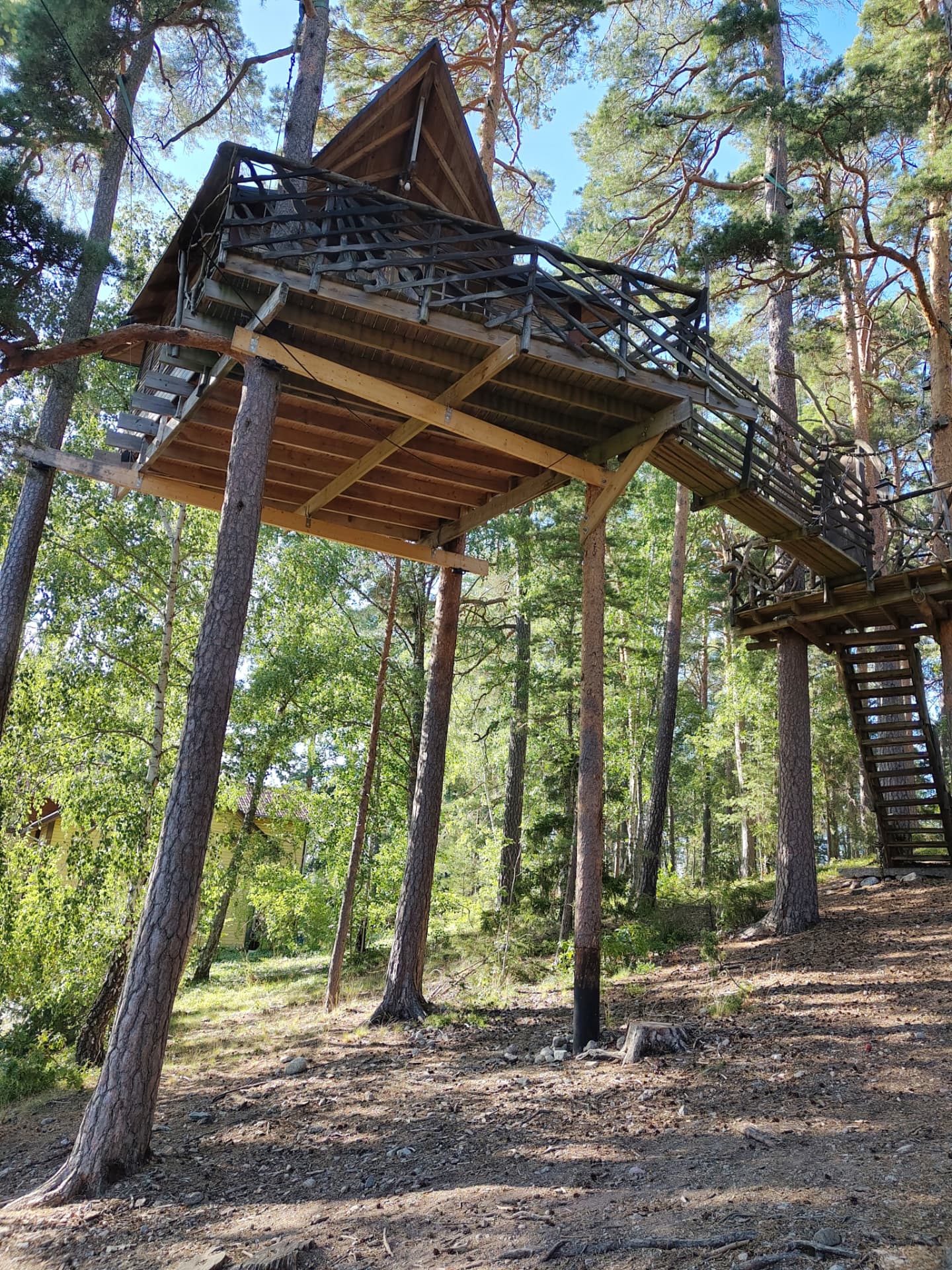 Trädkoja byggd mellan tallar i skogen vid Rosenhills Trädgård