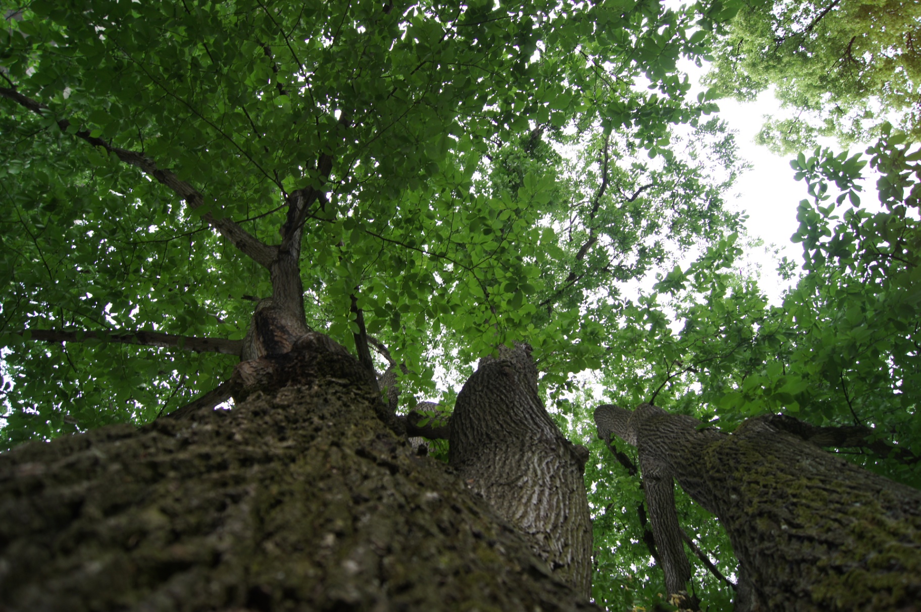 Vy uppåt i grönskande lövträdskrona med kraftiga stammar – arborist i Stockholm.