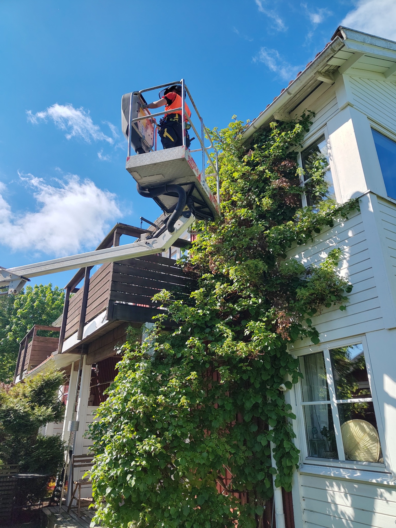 Hur vi arbetar säkert i träd – Söderarboristen, arborist på Södermalm