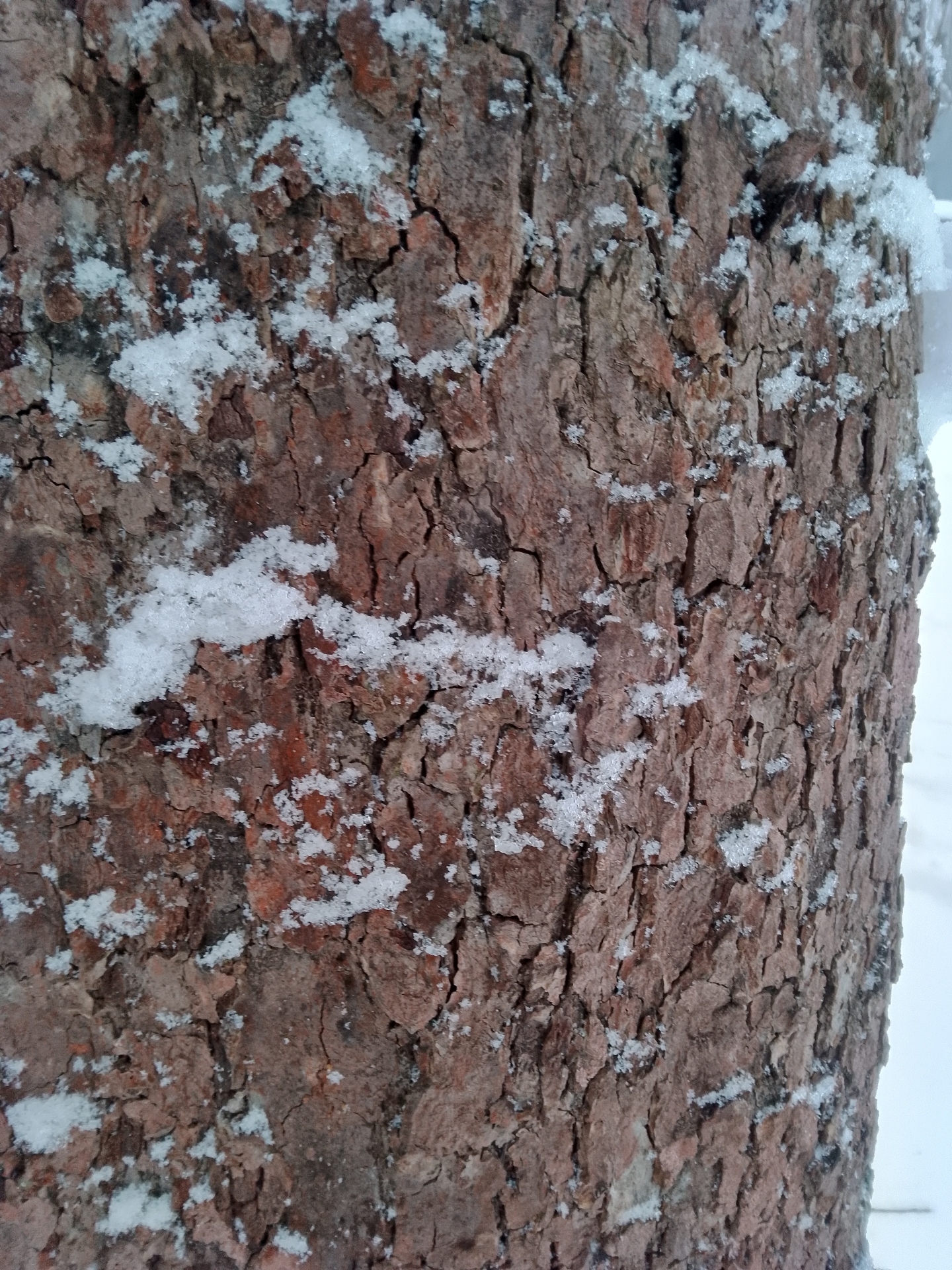 Närbild på barken på Sundsta Augustiäpple — rödbrun struktur med snöflingor