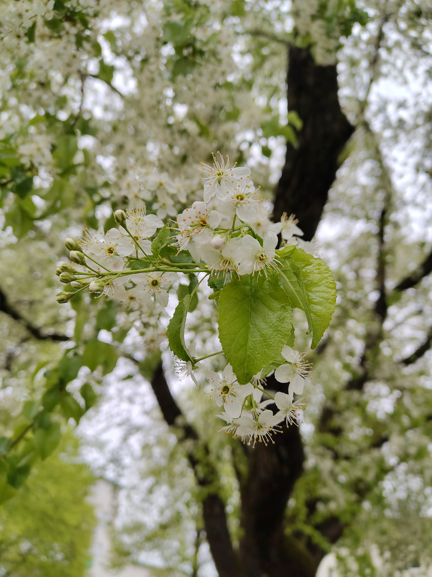 Trädens värde – mer än bara vackra inslag i landskapet – Söderarboristen, arborist på Södermalm