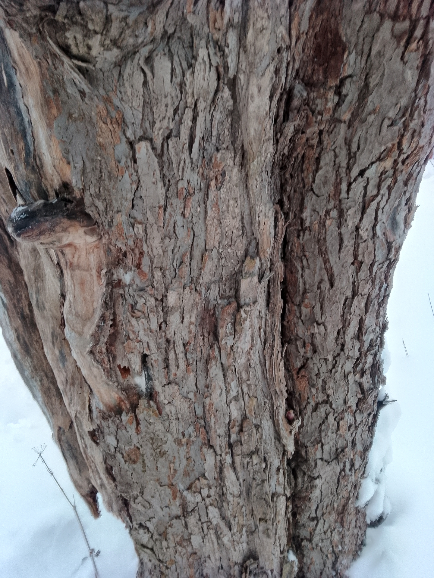 Närbild på barken på Sundsta Vinteräpple med tydlig morfologisk karaktär