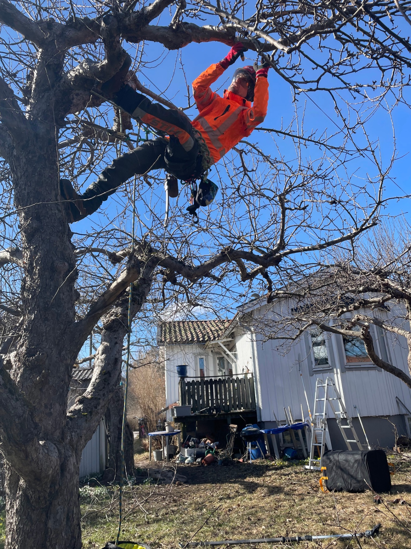 Döda grenar i trädet – behöver de tas bort? – Söderarboristen, arborist på Södermalm