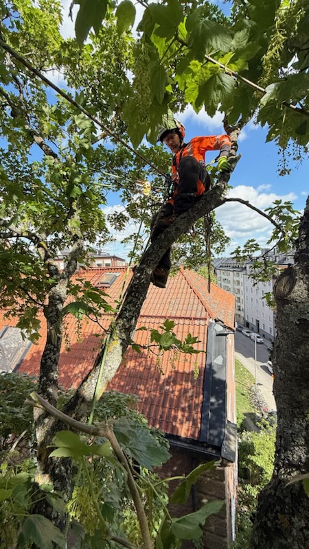 Får man fälla träd utan marklov? – Söderarboristen, arborist på Södermalm
