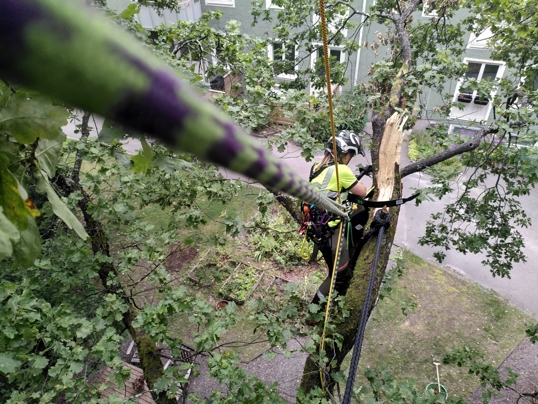 Varför anlita en arborist istället för en trädgårdsfirma? – Söderarboristen, arborist på Södermalm
