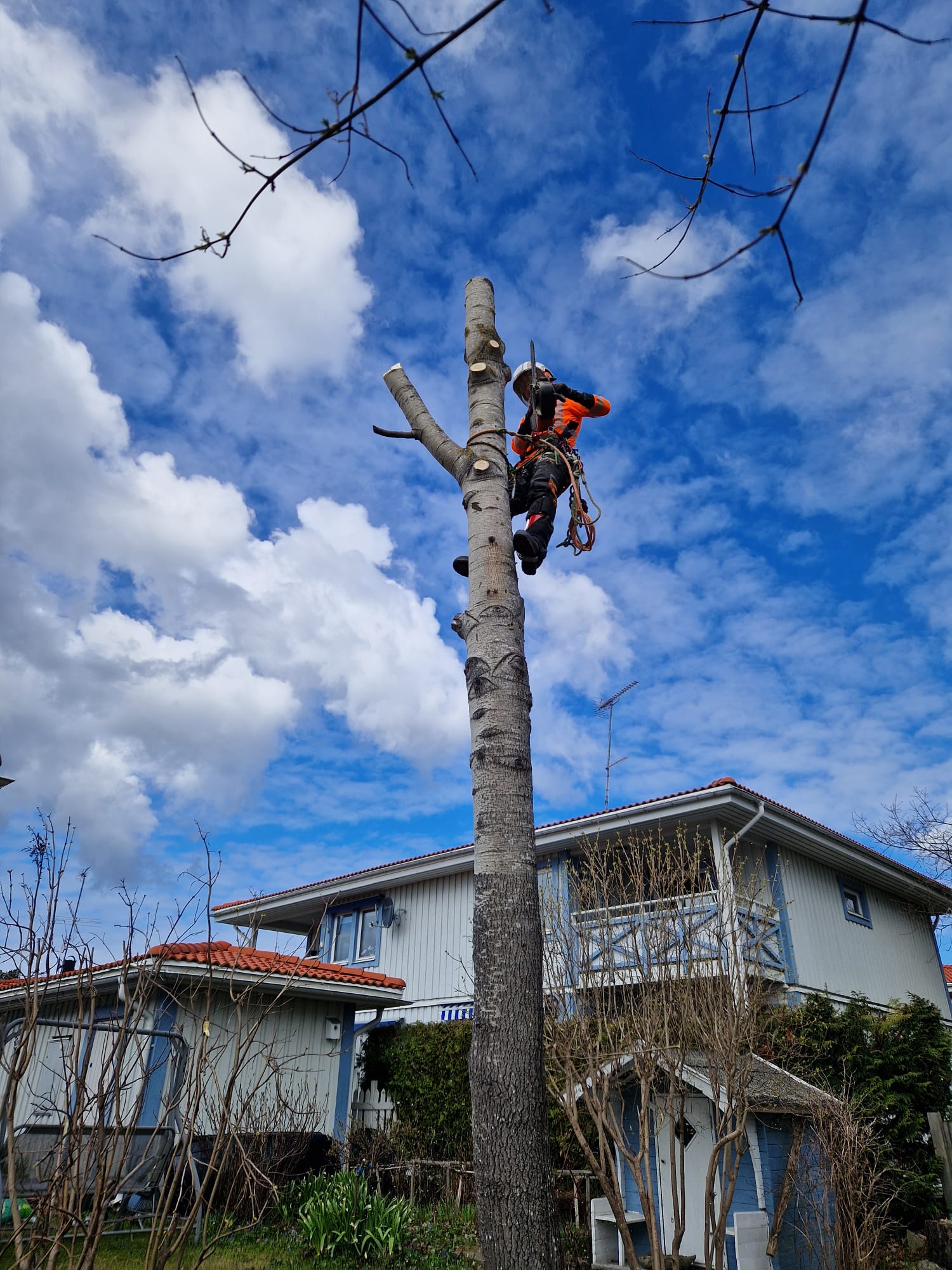 Spricka i stammen – vad betyder det? – Söderarboristen, arborist på Södermalm