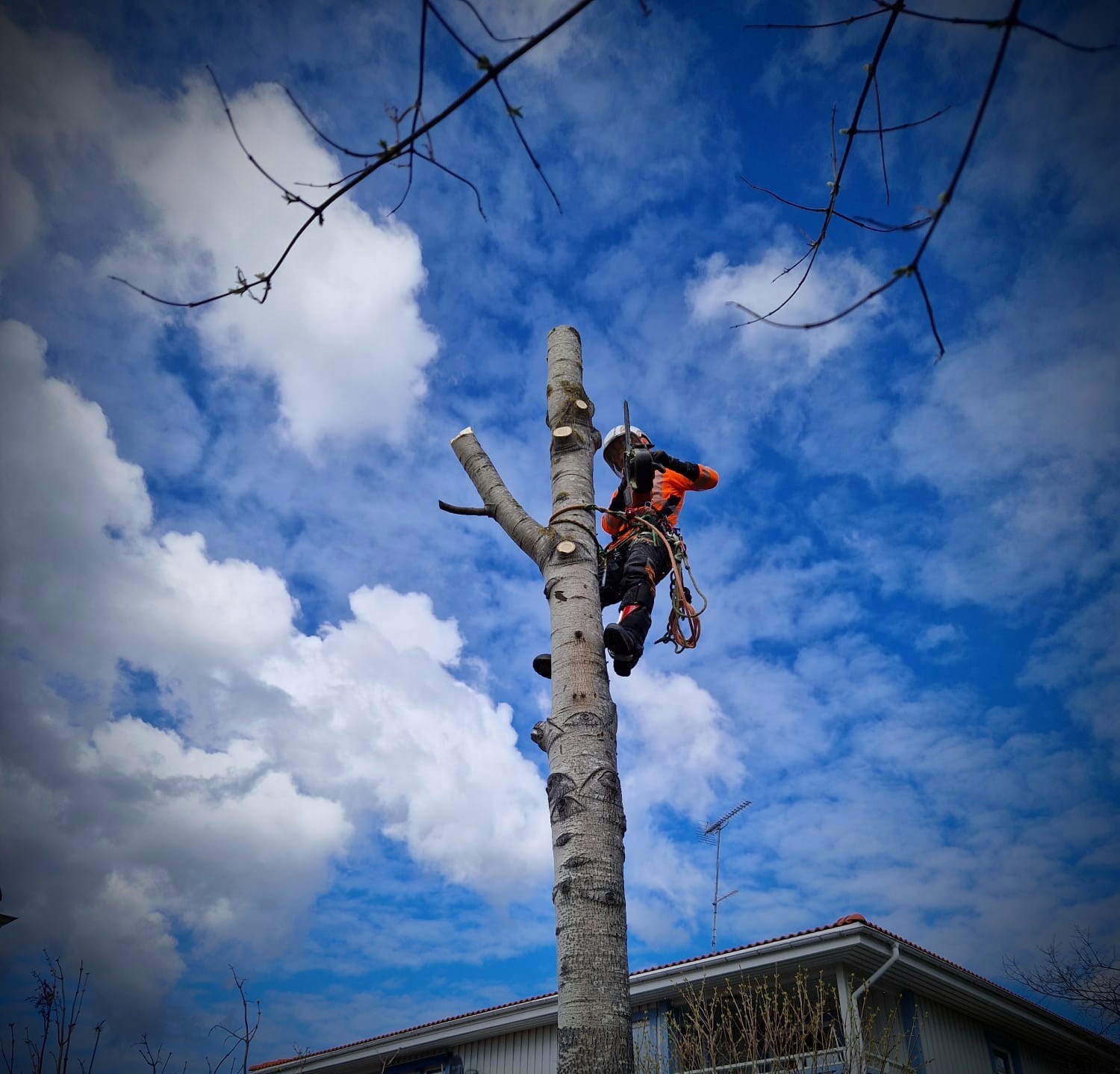Vad påverkar priset på trädvård? – Söderarboristen, arborist på Södermalm