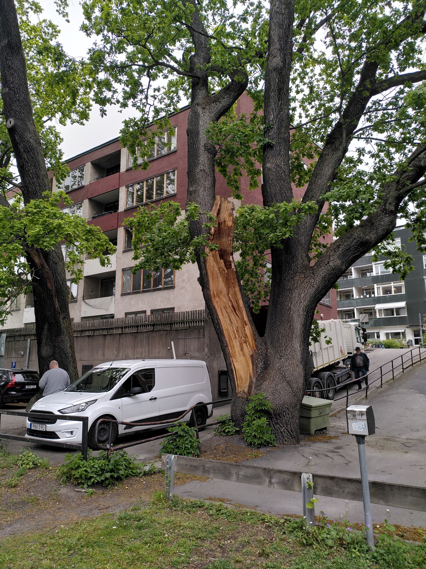 Vanliga strukturproblem i träd – och varför de är viktiga att upptäcka – Söderarboristen, arborist på Södermalm