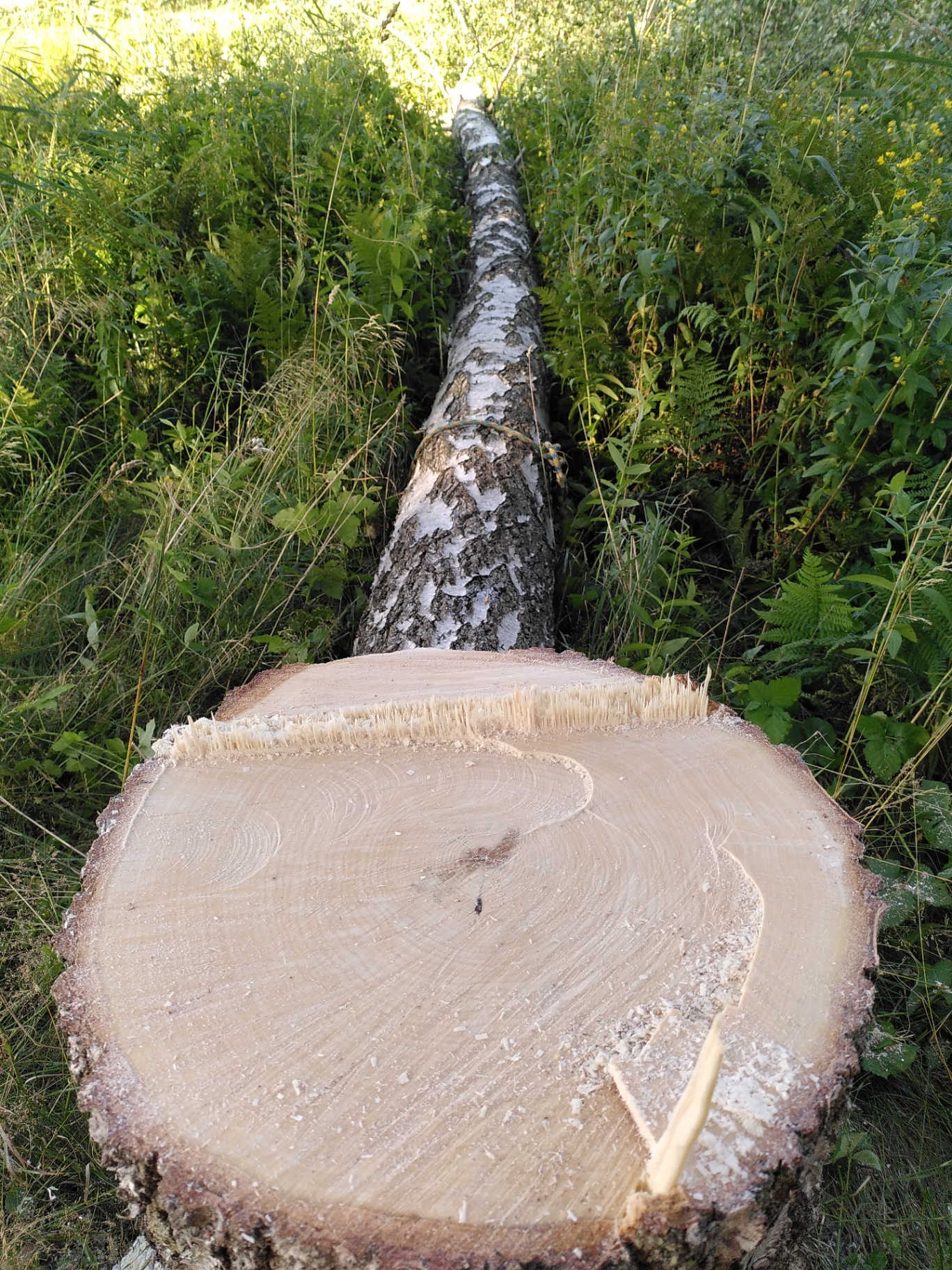 10 tecken på att ett träd behöver en arborist – Söderarboristen, arborist på Södermalm
