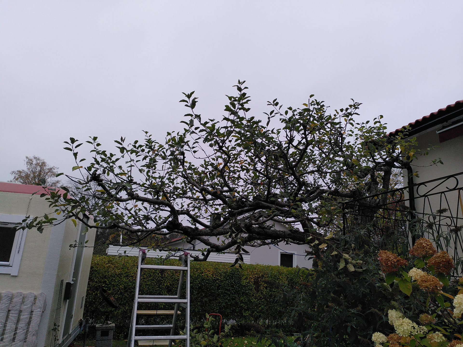 Vad är JAS-regeln för beskärning av fruktträd? – Söderarboristen, arborist på Södermalm