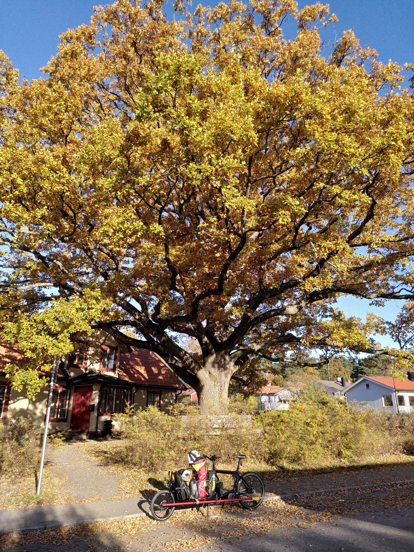 Löpande trädförvaltning – när lönar det sig? – Söderarboristen, arborist på Södermalm