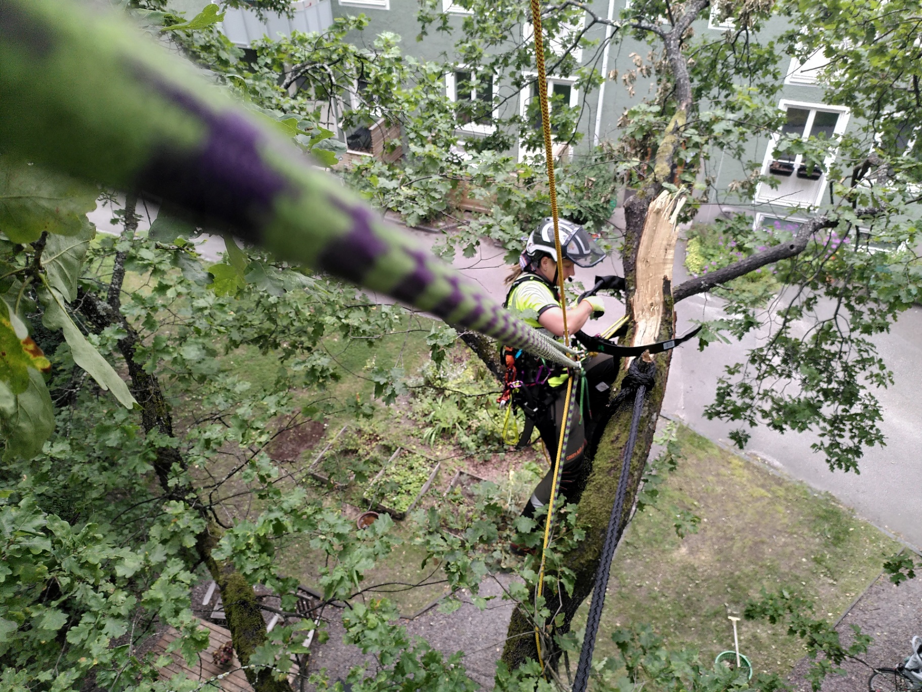 Vad gör en arborist – och när behövs en? – Söderarboristen, arborist på Södermalm