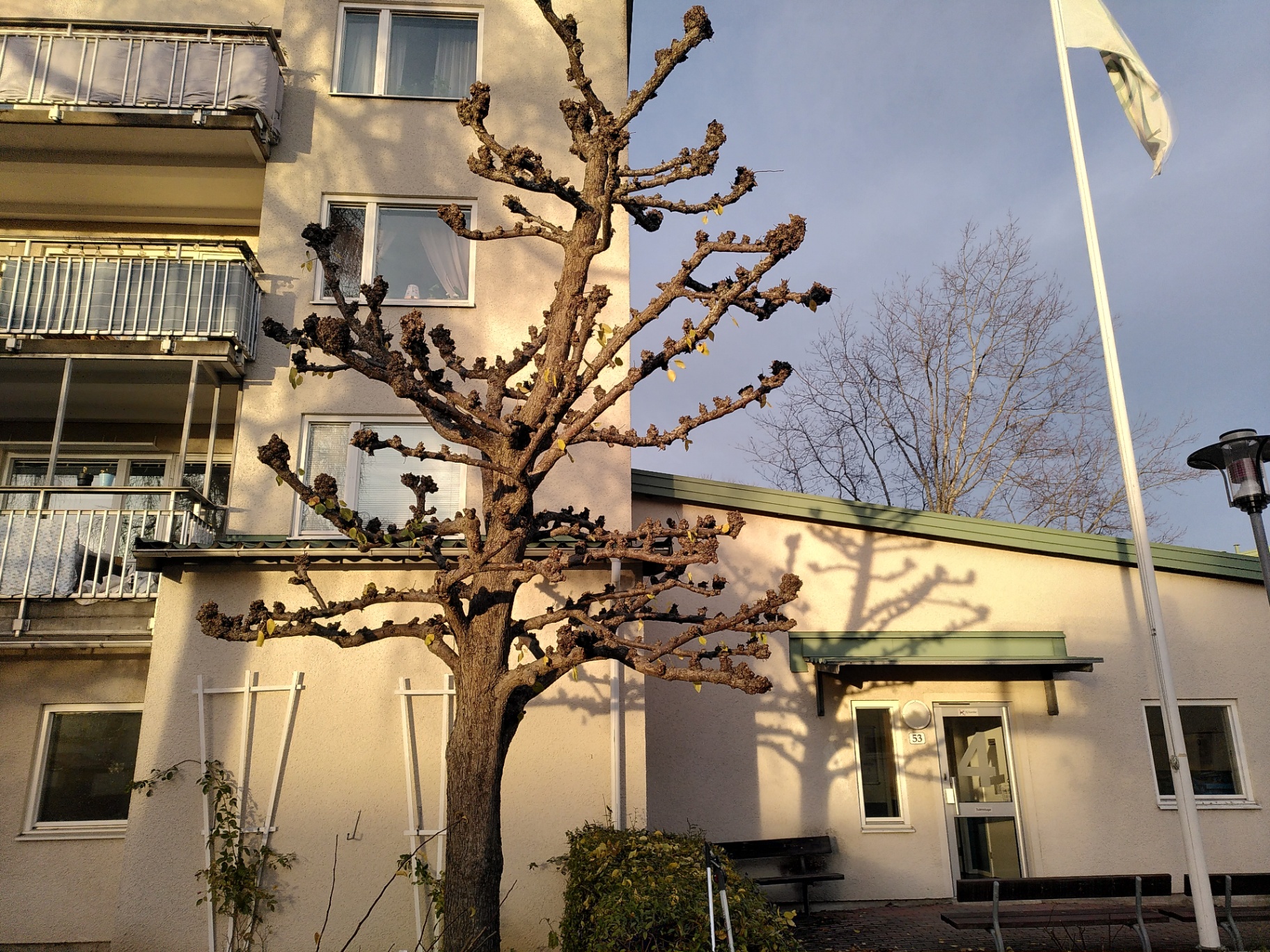 Hamling är kulturvård – Söderarboristen, arborist på Södermalm