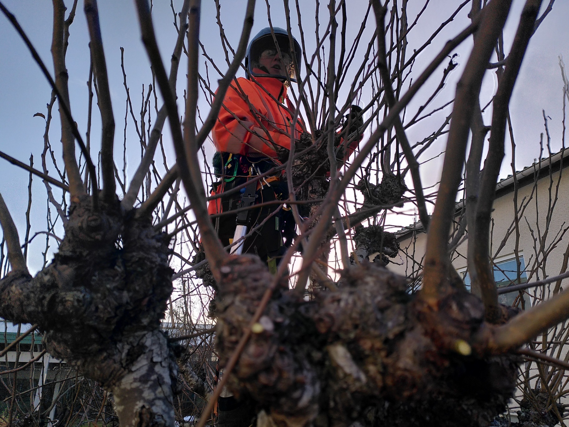 Vad är beskärning egentligen? – Söderarboristen, arborist på Södermalm