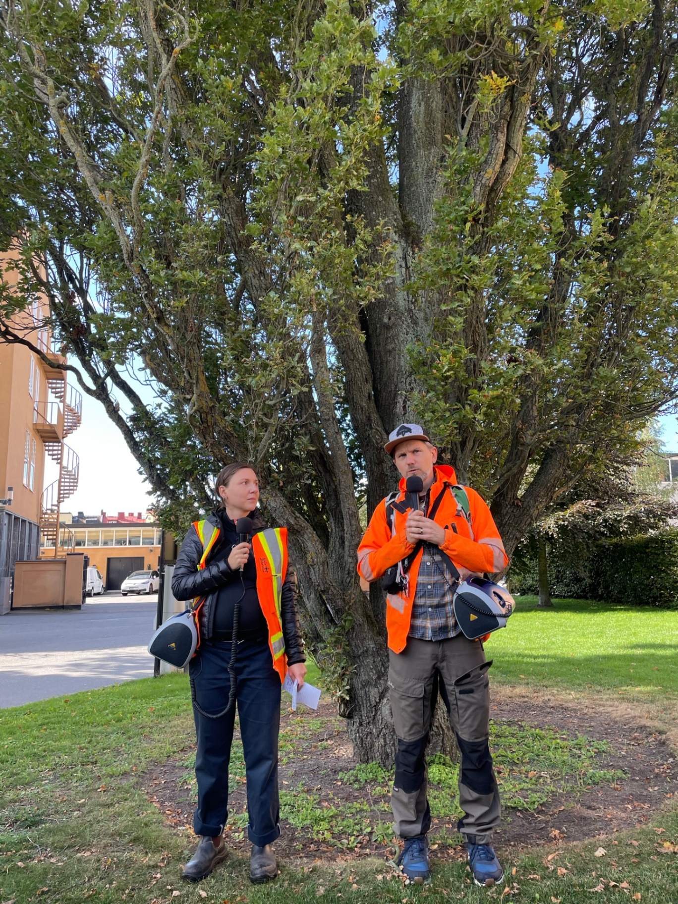Arborister från Söderarboristen genomför trädinventering och riskbedömning åt fastighetsägare i Stockholm