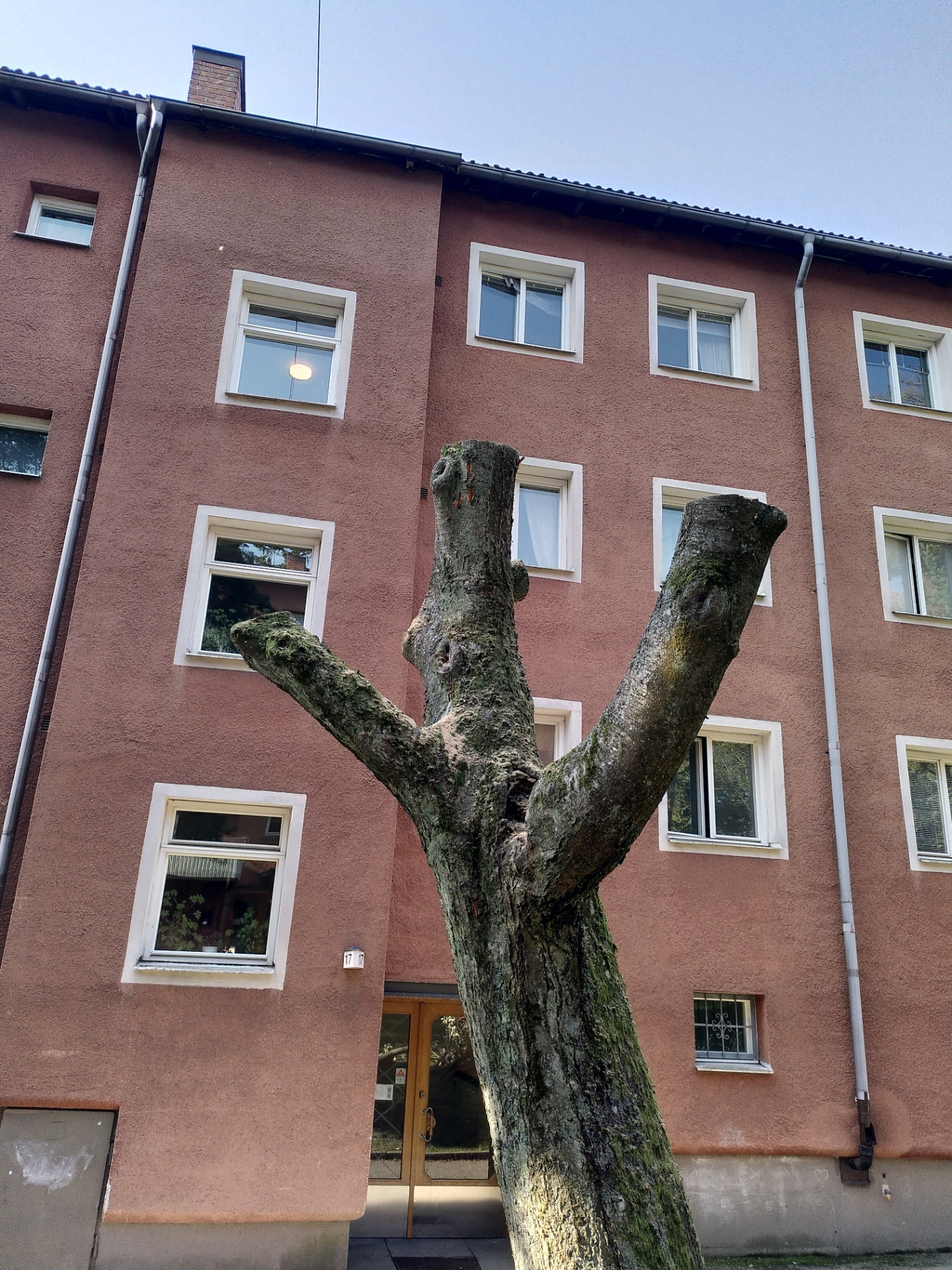 Vanliga problem med träd i stadsmiljö – Söderarboristen, arborist på Södermalm