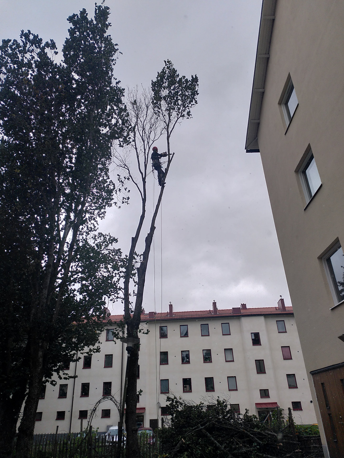 Hur räddar man ett gammalt träd? – Söderarboristen, arborist på Södermalm
