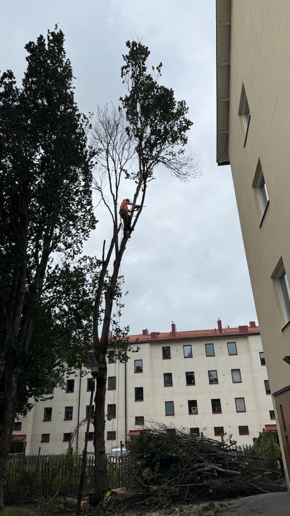 Varför stora träd är värdefulla – Söderarboristen, arborist på Södermalm